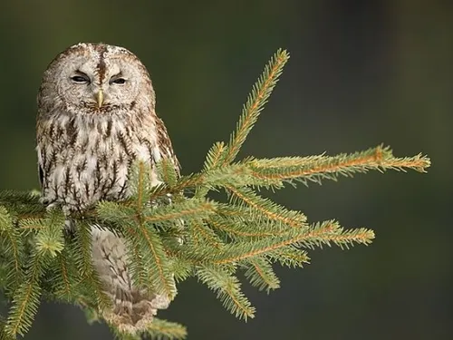 Partir à la rencontre des rapaces nocturnes