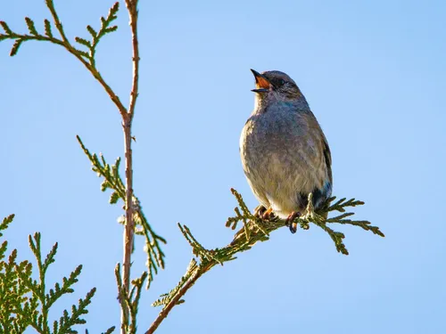 Évitez de tailler vos haies pour préserver la biodiversité !