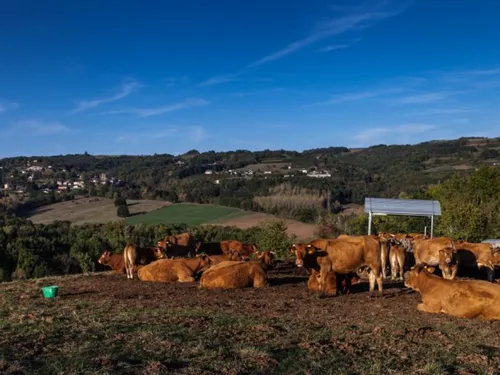 Ça vaut le détour : La limousine