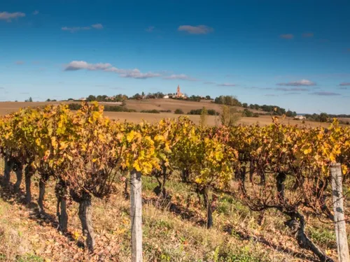 Ça vaut le détour : Le vignoble de Fronton