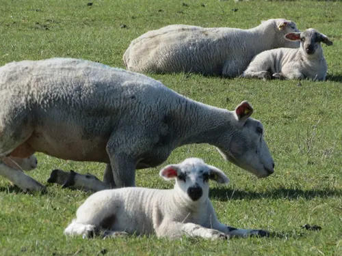 La filière des agneaux de Lozère voit d'un mauvais œil l'accord de...