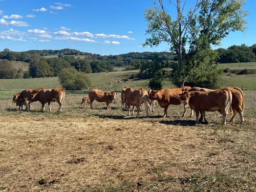 Corrèze : les agriculteurs jugent l'aide sécheresse insuffisante 