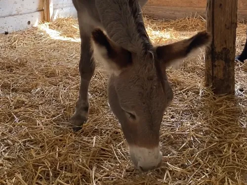 Les 3 Dindes : découvrez le refuge qui vient au secours des animaux...