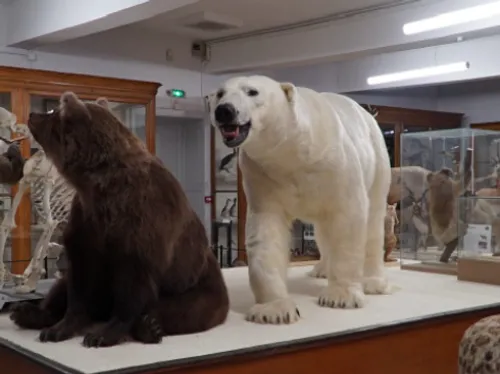 Montauban : un ours polaire à découvrir au muséum