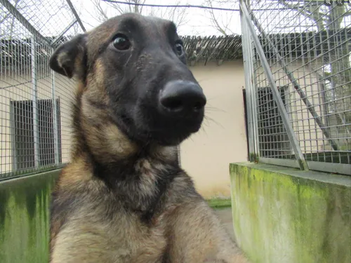 Montauban : Lex, abandonné à la SPA puis adopté par les gendarmes