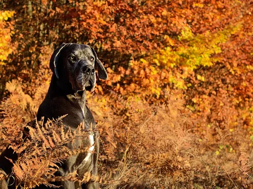Un chien s’échappe et mord 4 personnes, dont un garçonnet gravement 
