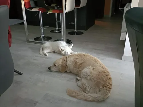 Canicule : comment accompagner nos fidèles compagnons ?