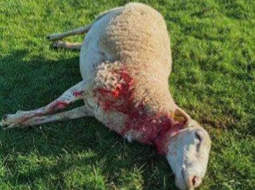 Nouvelle attaque de brebis en Lozère : une dizaine de bêtes condamnées