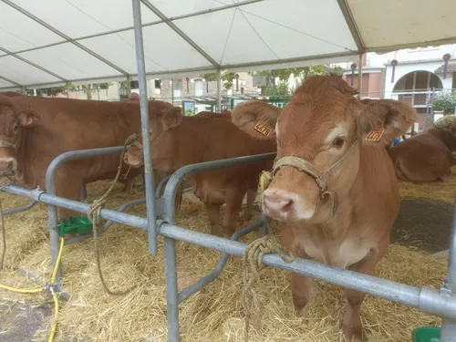 La vache Limousine célébrée tout le week-end lors de son concours...