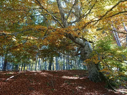 Incendies. Comment réagir quand on est propriétaire forestier ?  