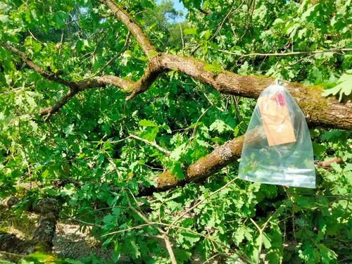 Mort d'un garçon de 10 ans écrasé par un arbre : le point sur...