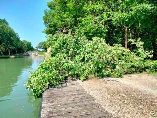 Enfant mort écrasé par un arbre : ce que révèle l'autopsie