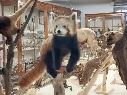 Mignon et fragile le Panda roux rejoint le Museum de Montauban