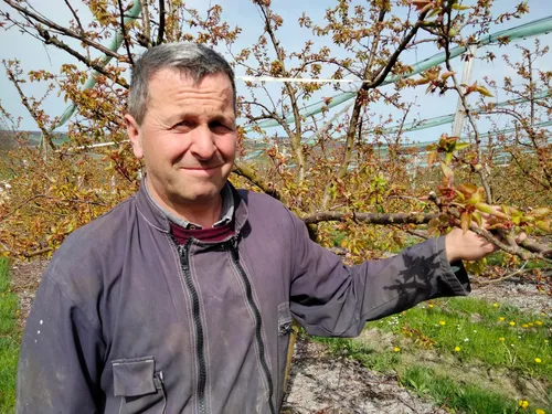 Tarn-et-Garonne : les "arbos" craignent déjà le gel de printemps