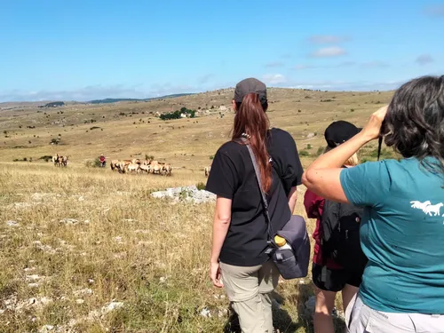 En immersion avec les chevaux sauvages de Przewalski