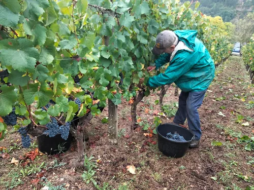 Premiers coups de sécateurs sur le Pinot noir