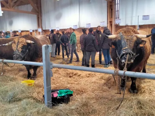 Les seize championnes et champions de la race Aubrac sélectionnés...