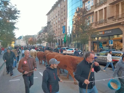 Une transhumance dans les rues de Rodez