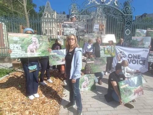 Les pro-loups mobilisés en Corrèze