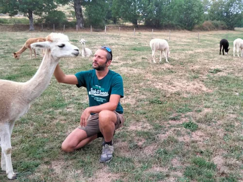 Sur le Mont Lozère prospère un troupeau d'alpagas