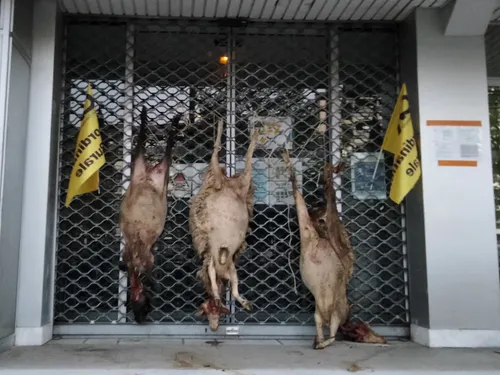 Dans le Cantal, la colère des éleveurs face au loup
