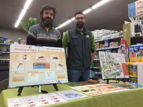 Millau se mobilise contre le moustique tigre