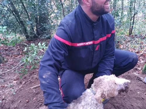 Deux chiens sauvés d'un trou de renard par les pompiers
