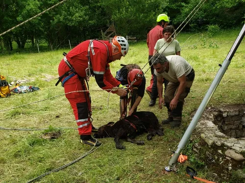 Les pompiers sauvent un veau tombé dans un puits en Lozère