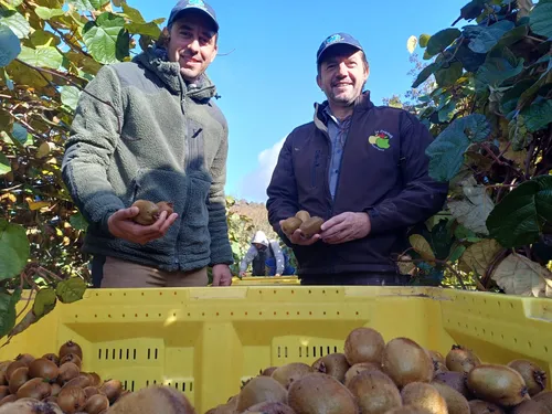 Le Tarn-et-Garonne bientôt 1er producteur de kiwi de France ?