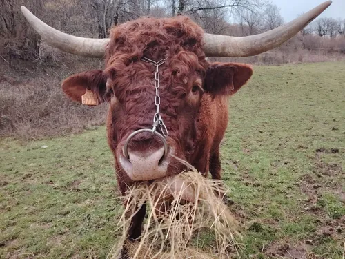 Un nouvel espace au Sommet de l'Elevage dédié à la santé animale