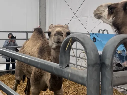 Un élevage de dromadaires installé à Lacave
