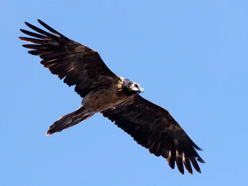 Reproduction des gypaètes barbus : pas d’oisillon, pourquoi c’est...