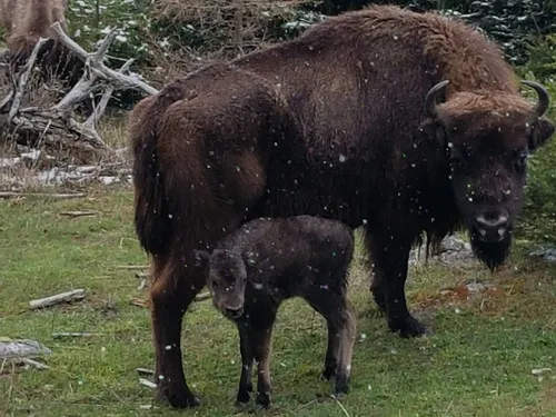 Un nouveau-né à la réserve des bisons d'Europe