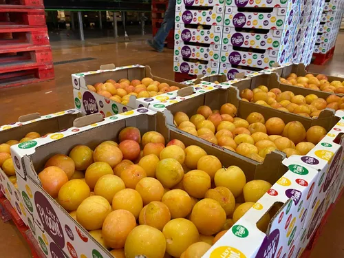 Canicule : des prunes précoces et très sucrées