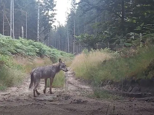 Un couple de loups rare sur le plateau de Millevaches
