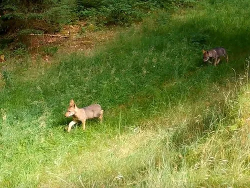 Corrèze : 7 loups dont 4 louveteaux et des interrogations