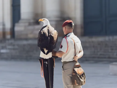 Montauban : le 17e RGP en deuil de sa mascotte Malizia