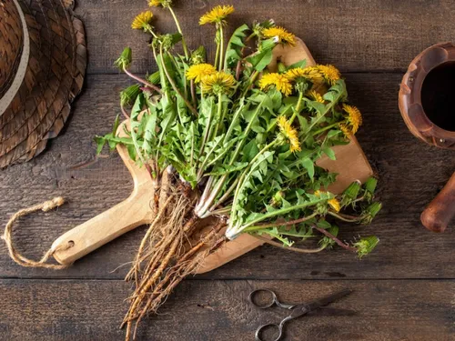 Et si « manger les pissenlits par la racine » était bon pour la...