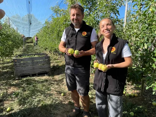 Pomme AOP du Limousin : la chaleur réduit une récolte pourtant...