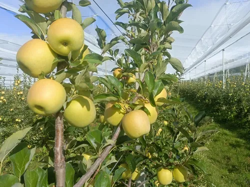Top départ pour la cueillette de la pomme golden AOP du Limousin