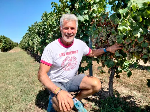 Gel, grêle et mildiou : les vendanges 2024 s'annoncent compliquées