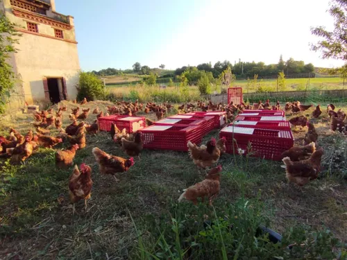 Adopte une poule : la proposition d’une asso pour sauver 2.000...