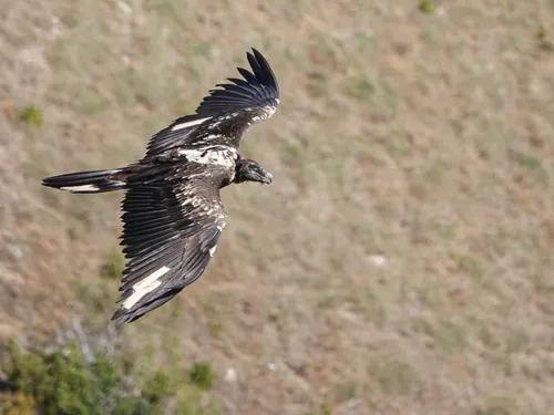 Un gypaète barbu retrouvé mort dans les Cévennes