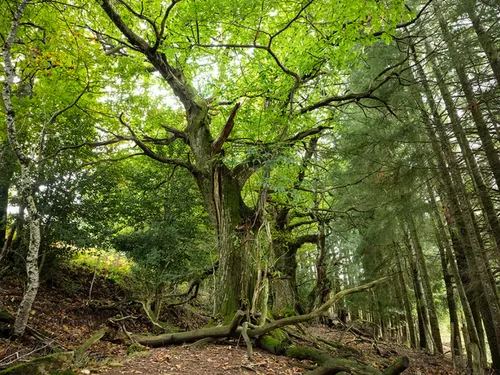 Le PNR de l’Aubrac veut protéger ses forêts anciennes