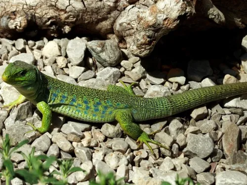 Pour la sauvegarde du  Lézard ocellé en Corrèze