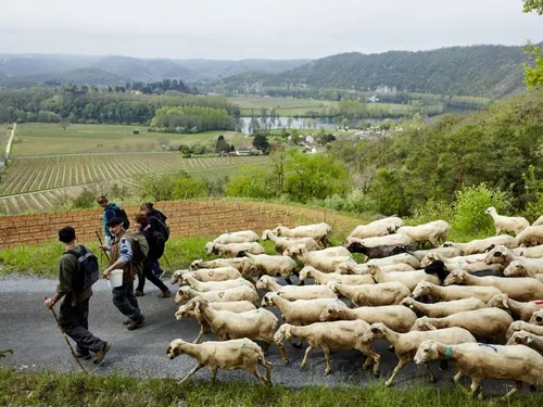 La Transhumance en Quercy : un rempart contre les incendies