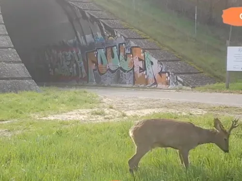 [VIDEO] Les chasseurs de Tarn-et-Garonne aménagent des tunnels sous...