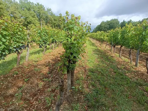 Des vendanges tardives et peu productives en Corrèze