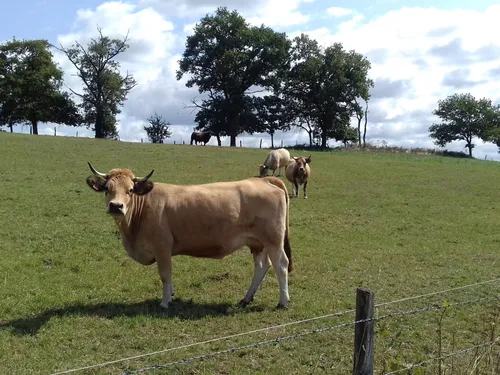 La race Aubrac ne participera au Salon de l'Agriculture