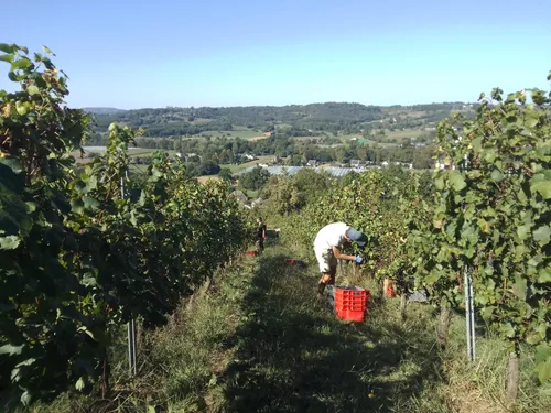Le vin de Corrèze veut retrouver ses lettres de noblesse.
